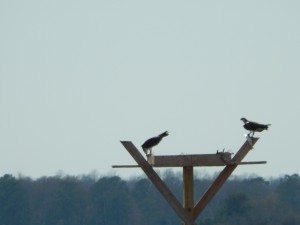 Osprey