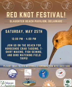 Red Knot Festival
