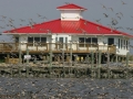 dnc-with-birds-from-point-beach-052007-051