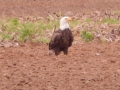 eagle-sb_-road_