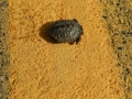 hatchlingxing