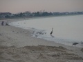 heron1