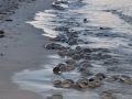 sb11_web_0