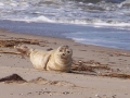 seal-2
