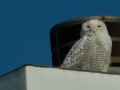 snowy1