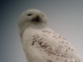 snowy2