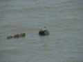 turtle5